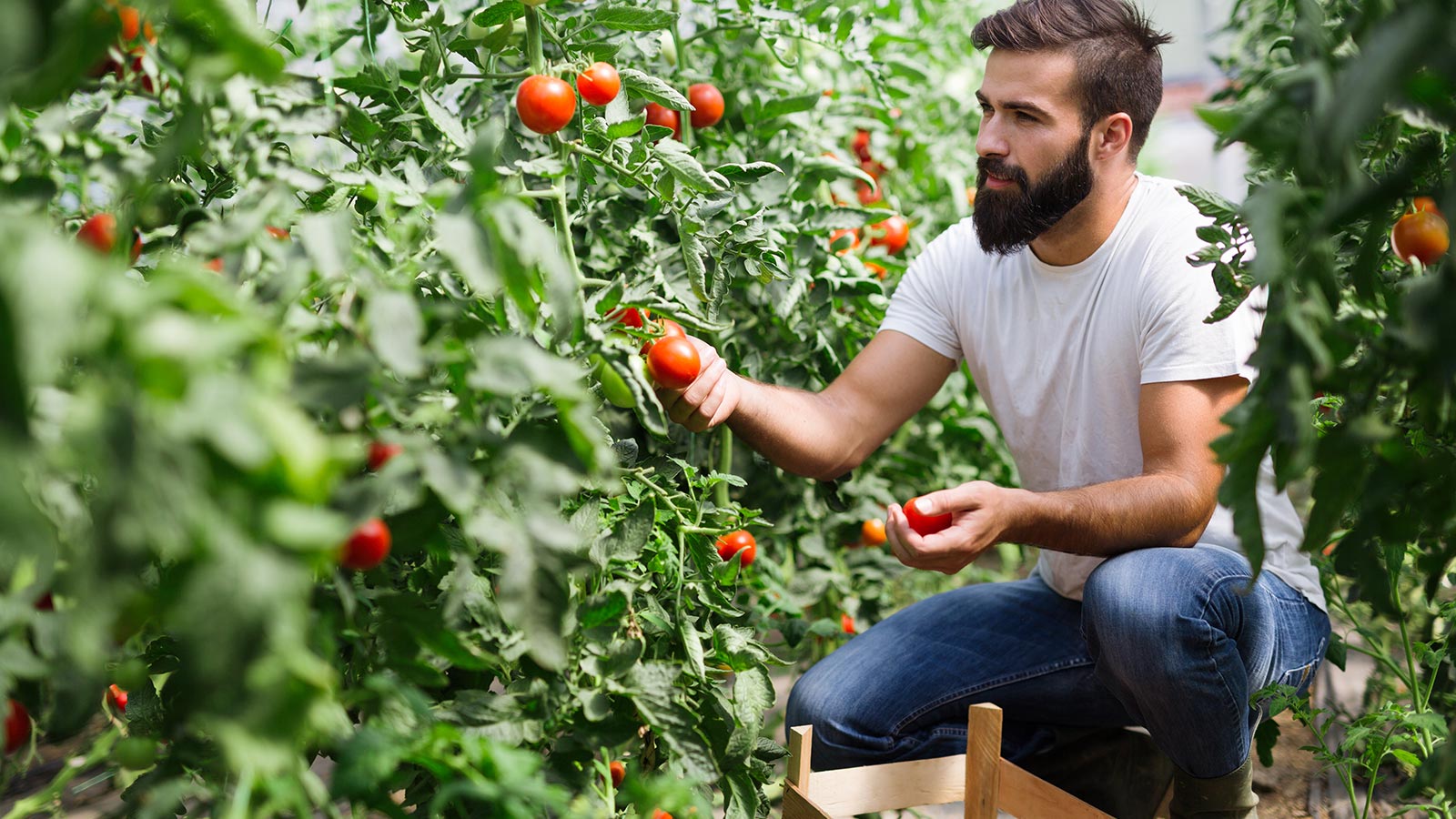 Cultivo de frutas y verduras 